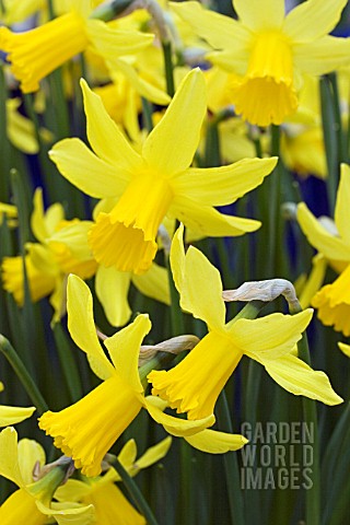 NARCISSUS_FEBRUARY_GOLD