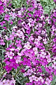 ERYSIMUM BOWLES MAUVE