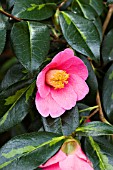 CAMELLIA GOLDEN SPANGLES