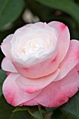 CAMELLIA JAPONICA DESIRE