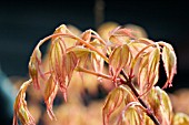 ACER JAPONICA KATSURA SPRING FOLIAGE