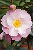 CAMELLIA NICKY CRISP