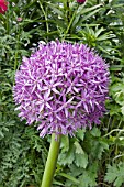 ALLIUM GLOBEMASTER