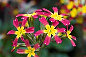 PRIMULA ROYAL OAKLEAF RED