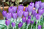 CROCUS TOMMASINIANUS