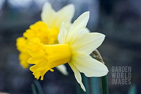 NARCISSUS_WISLEY