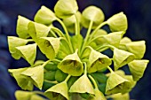 EUPHORBIA WULFENII FLOWERS