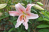 LILIUM SOPHIA (SCENTED ASIATIC HYBRID)