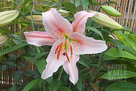 LILIUM_SOPHIA_SCENTED_ASIATIC_HYBRID