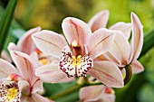 CYMBIDIUM CASTLE OF MAY