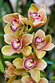 CYMBIDIUM CHAILEY DELIGHT