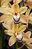 CYMBIDIUM KINTYRE GOLD