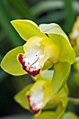 CYMBIDIUM LINDORES LOCH