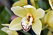 CYMBIDIUM PLUMPTON