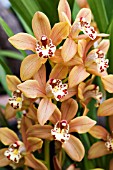 CYMBIDIUM STRATHBLANE