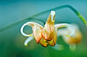 EPIMEDIUM AMBER QUEEN