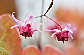 EPIMEDIUM PINK ELF