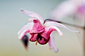 EPIMEDIUM PINK ELF