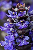 AJUGA CATLINS GIANT