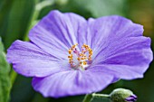 ABUTILON SUNTENSE