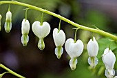 DICENTRA SPECTABILIS ALBA