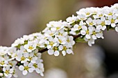 SPIRAEA X ARGUTA