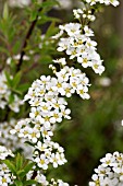 SPIRAEA X ARGUTA