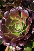 AEONIUM BLUSHING BEAUTY