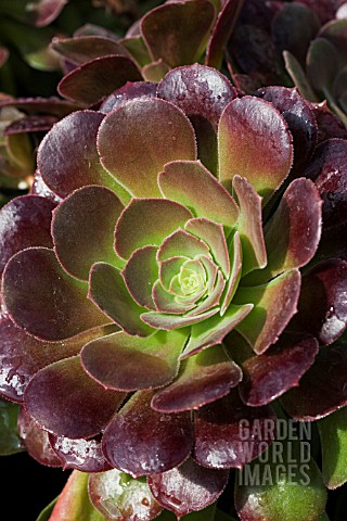 AEONIUM_BLUSHING_BEAUTY