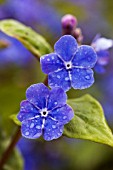 OMPHALODES CHERRY INGRAM