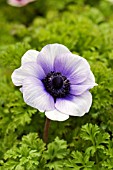 ANEMONE DE CAEN (BLUE & WHITE)