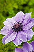 ANEMONE DE CAEN (LILAC BLUE)