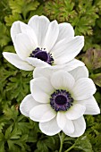 ANEMONE DE CAEN WHITE