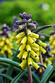 MUSCARI GOLDEN FRAGRANCE