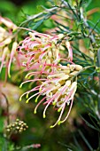 GREVILLEA SEMPERFLORENS