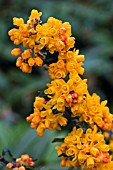 BERBERIS LOLOGENSIS MYSTERY FIRE