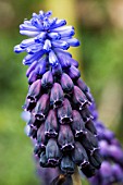 MUSCARI LATIFOLIUM