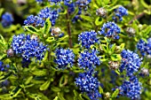 CEANOTHUS MADAGASCAR