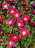 SAXIFRAGA PETER PAN