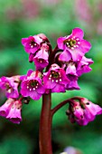 BERGENIA ROTBLUM