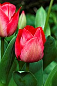 TULIPA SPRYNG