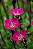 SAXIFRAGA TRIUMPH