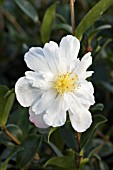 CAMELLIA SASANQUA PARADISE VANESSA