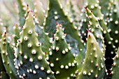 ALOE FEROX LEAVES