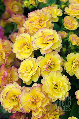 PRIMULA_BELARINA_NECTARINE