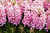 HYACINTHUS FONDANT (PINK)