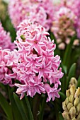 HYACINTHUS FONDANT (PINK)