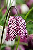 FRITILLARIA MELEAGRIS