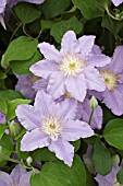 CLEMATIS ANGELIQUE