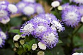 AGERATUM ARTIST ALTO DELFT